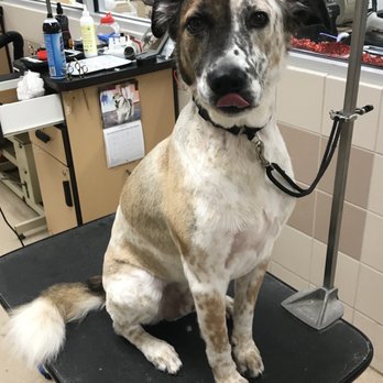 Petco - Dog grooming - Pet Training Near Me - Fort Myers, Florida Petco - Dog grooming - Pet Training Near Me - Fort Myers, Florida