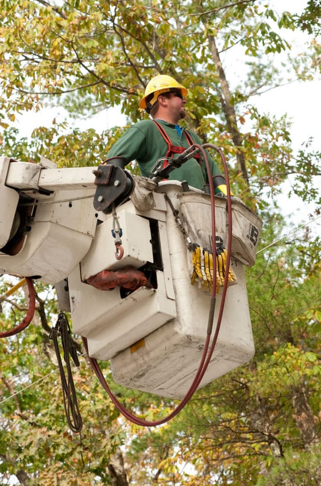 KINGSPORT TREE SERVICE Updated June 2024 13 Photos 1949 Longs