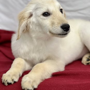 Forest Grove Kennels - IZZY- DOB: 10/15/22 One of our smaller girls-a real sweetie-microchipped, using doggie door, crate trained - Pet Adoption Near Me - Lamar, Missouri Forest Grove Kennels - IZZY- DOB: 10/15/22 One of our smaller girls-a real sweetie-microchipped, using doggie door, crate trained - Pet Adoption Near Me - Lamar, Missouri
