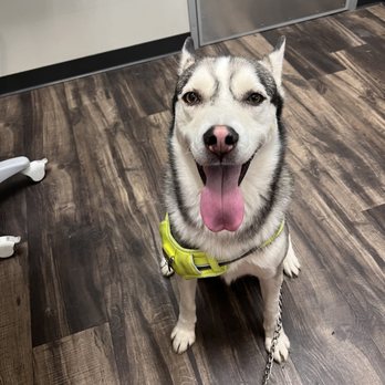 ZippiVet - Veterinarians Near Me - Kyle, Texas ZippiVet - Veterinarians Near Me - Kyle, Texas