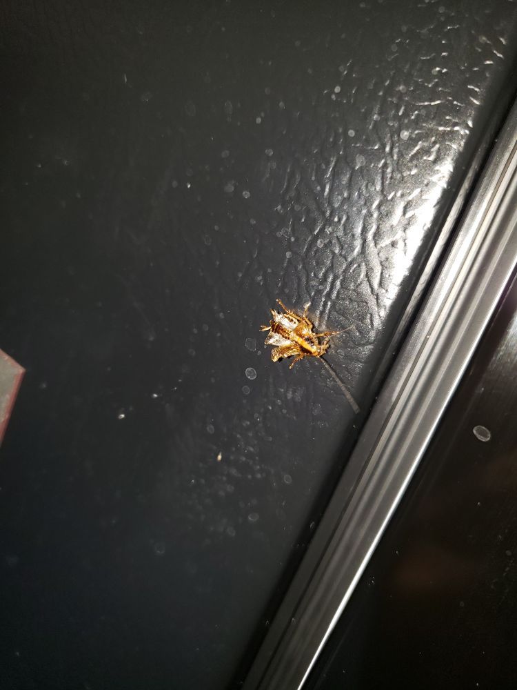 Slide of Raa Plumbing Extermination and More