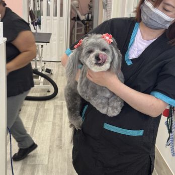 Dream Pet Grooming  - My little girl after her grooming with adorable ribbons that are still in today. - Pet Groomers Near Me - Irvine, California