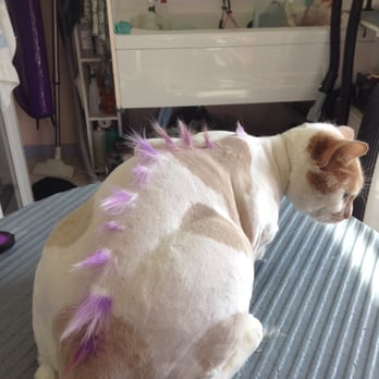 Cat Cuts - Another dinasaur? - Pet Groomers Near Me - St. Albert, Alberta Cat Cuts - Another dinasaur? - Pet Groomers Near Me - St. Albert, Alberta