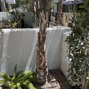 Affordable Tree Care - Tree to be removed - Tree Services Near Me Affordable Tree Care - Tree to be removed - Tree Services Near Me