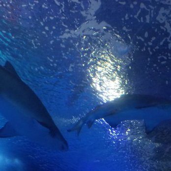 Oceanogràfic - Shark exhibit - Aquariums Near Me - Valencia, V