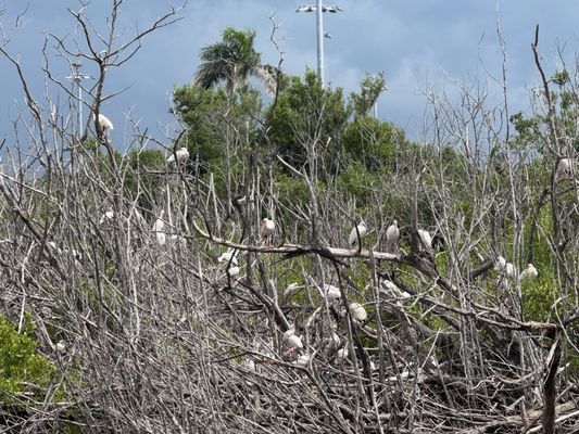 J.N. "Ding" Darling National Wildlife Refuge Visitor and Education Center by null