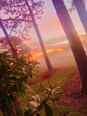 Palmetto-Pine Country Club by null