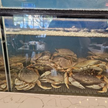Cajun Crack'n - Tank of live Dungeoness Crabs - Seafood Near Me - Milpitas, California Cajun Crack'n - Tank of live Dungeoness Crabs - Seafood Near Me - Milpitas, California