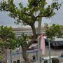 Photo of All Shapes Bonsai & Nursery