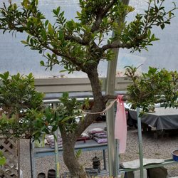 All Shapes Bonsai & Nursery - Bonsai Tree