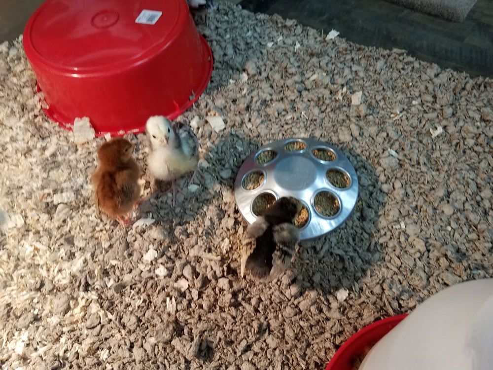 KAHOOTS PET STORE CLOSED 25 Photos & 37 Reviews 1535 E. Valley