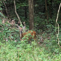 Al Foster Trail
