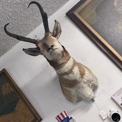 Canoga Knife Trader - Deer dead