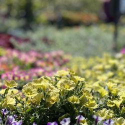 Olson's Garden Center