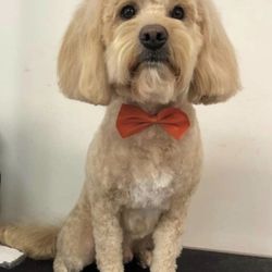 Mobile Pet Spa - Handsome!