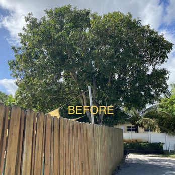 All About Trees Tree Service - Tree Services Near Me - Fort Lauderdale, Florida All About Trees Tree Service - Tree Services Near Me - Fort Lauderdale, Florida