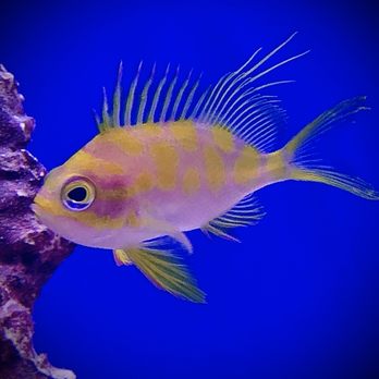 World Wide Corals - If only this fish wasn't $500! My favorite siting at the new store! - Aquarium Services Near Me - Orlando, Florida