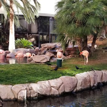 Flamingo Las Vegas - Definitely check out the Flamingo habitat! - Hotels Near Me - Las Vegas, Nevada