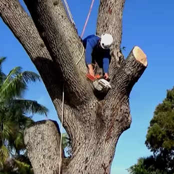Southeast Arborist - a man using a chainsaw to cut a tree - Tree Services Near Me Southeast Arborist - a man using a chainsaw to cut a tree - Tree Services Near Me