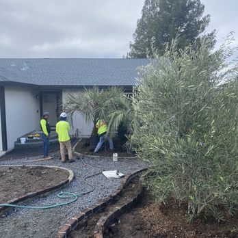 Moon Valley Nurseries - Planting the two pindo palms - Nurseries & Gardening Near Me - Santa Rosa, California Moon Valley Nurseries - Planting the two pindo palms - Nurseries & Gardening Near Me - Santa Rosa, California