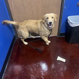 Lady May (6month golden retriever) post bath time Lady May (6month golden retriever) post bath time