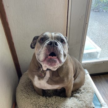 Rosedale Pet Resort - Russell taking someone's else bed - Pet Boarding Near Me Rosedale Pet Resort - Russell taking someone's else bed - Pet Boarding Near Me