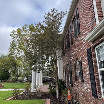 South California Arborists - Crepe Myrtle after - Tree Services Near Me South California Arborists - Crepe Myrtle after - Tree Services Near Me