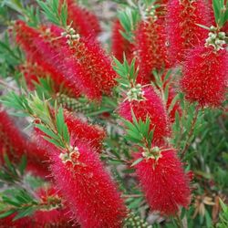 Jean's Magic Garden - Bottle Brush