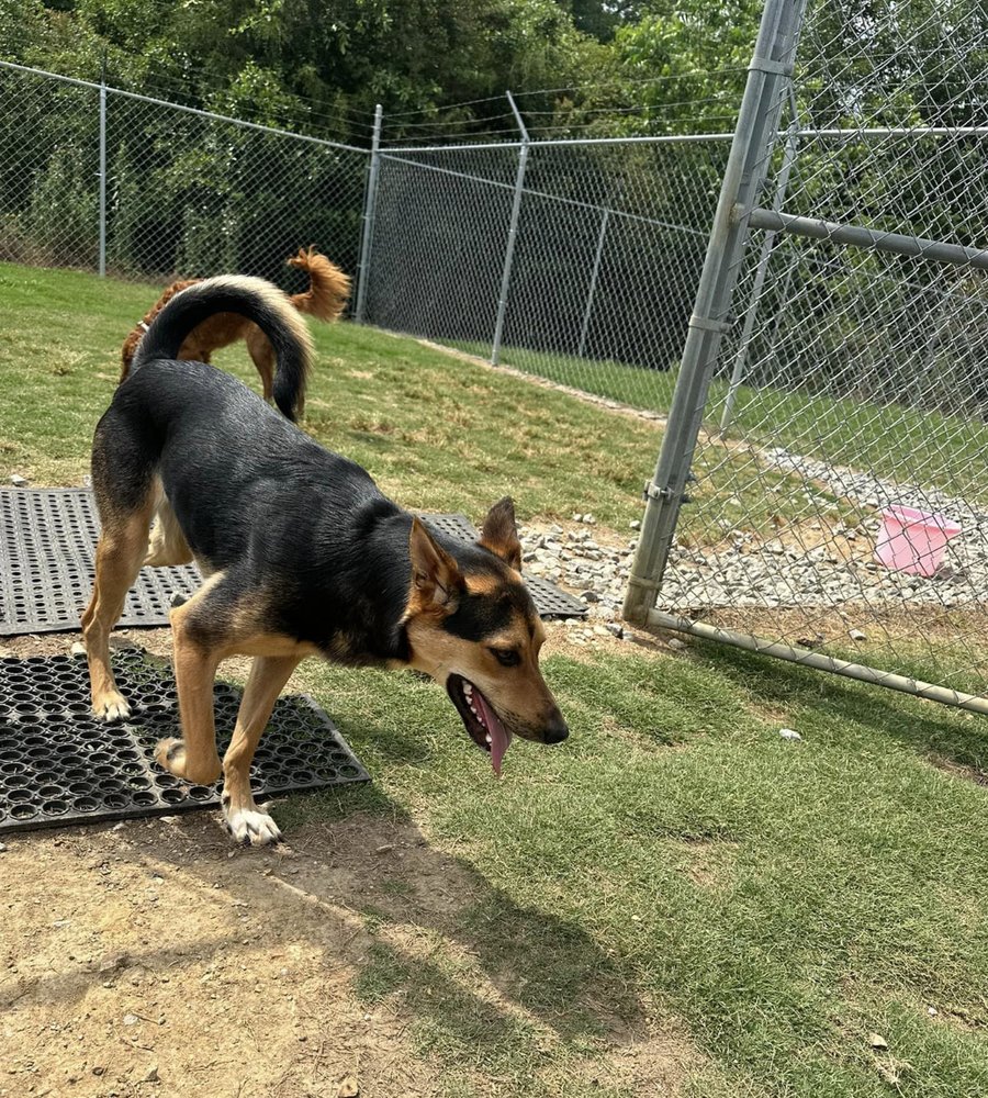 Boarding the MAC - pet boarding facility in Calera, AL