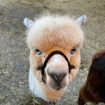 Buck Brook Alpacas - Blue the blue-eyed alpaca - Attraction Farms Near Me - Roscoe, New York Buck Brook Alpacas - Blue the blue-eyed alpaca - Attraction Farms Near Me - Roscoe, New York