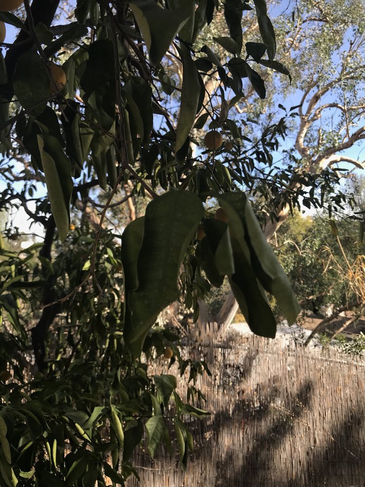 Class One Arboriculture - tree service in Glendale, CA