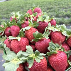 Delicious strawberry