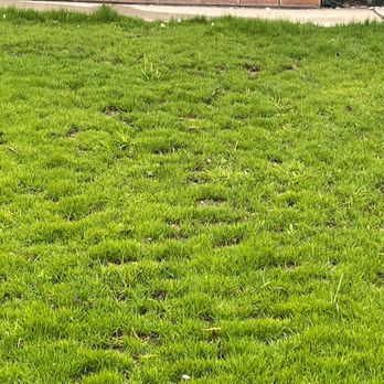 Juan's Gardening Service - These are the open spots that he left in our lawn after we spend thousands of dollars for him to install. - Tree Services Near Me