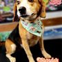 Photo of Happy Tailwaggerz mobile pet grooming