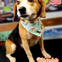 Happy Tailwaggerz mobile pet grooming
