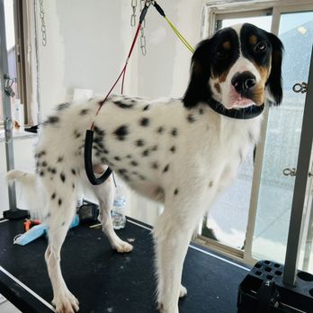 Doggy Style Spa - Pet Groomers Near Me Doggy Style Spa - Pet Groomers Near Me