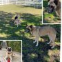 Photo of Redhawk Dog Park