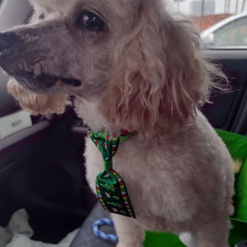 Happy Tails - Showing off his new cut! We went short! - Pet Groomers Near Me - Anaheim, California Happy Tails - Showing off his new cut! We went short! - Pet Groomers Near Me - Anaheim, California