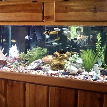 Austin Aquascapes LLC - Community Aquarium - Aquarium Services Near Me - Austin, Texas