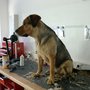 Photo of Dog Station - salon für tierbeauty