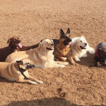 Hot Dog On a Leash - Pet Training Near Me - Carlsbad, California Hot Dog On a Leash - Pet Training Near Me - Carlsbad, California