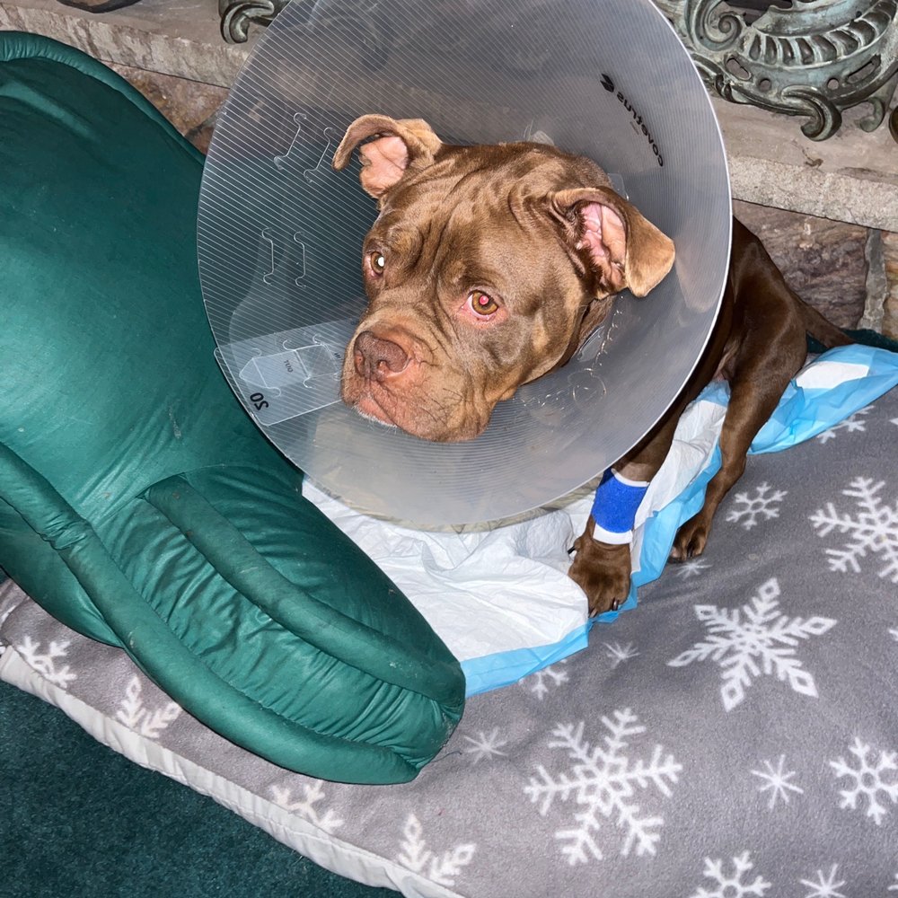 ASPCA Community Veterinary Clinic - My baby is home safe and alive - Veterinarians Near Me - Brooklyn, New York ASPCA Community Veterinary Clinic - My baby is home safe and alive - Veterinarians Near Me - Brooklyn, New York
