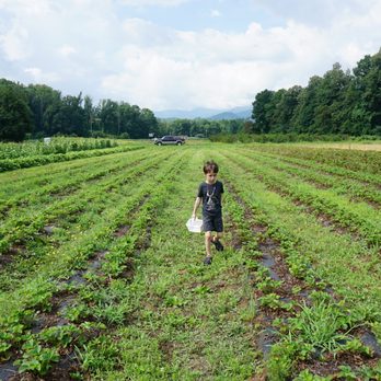 Ten Acre Garden - Strawberry field - Pick Your Own Farms Near Me - Canton, North Carolina