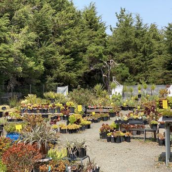 Simply Succulent - Nurseries & Gardening Near Me - Fort Bragg, California