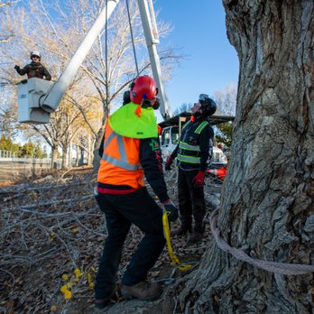 Atlas Tree - Sacramento - Teamwork - Tree Services Near Me - Sacramento, California Atlas Tree - Sacramento - Teamwork - Tree Services Near Me - Sacramento, California