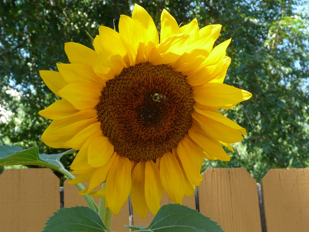 Sunflower Preschool - childcare center in Boulder, CO