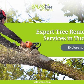 Salas Tree Service - 2_Salas Tree Service_Expert Tree Removal Services in Tucker.jpg - Tree Services Near Me - Tucker, Georgia Salas Tree Service - 2_Salas Tree Service_Expert Tree Removal Services in Tucker.jpg - Tree Services Near Me - Tucker, Georgia
