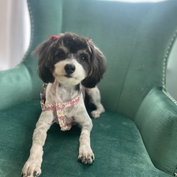 Pecas Grooming Salon - After her transformation at Pecas! - Pet Groomers Near Me - Sanford, Florida