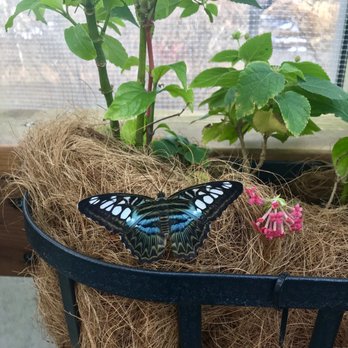 Butterfly Pavilion - Butterfly Pavilion - Museums Near Me - Westminster, Colorado Butterfly Pavilion - Butterfly Pavilion - Museums Near Me - Westminster, Colorado