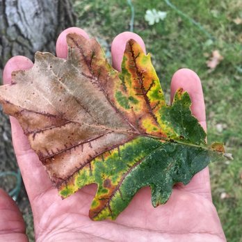 Aspen Arboriculture Solutions - bur oak blight on a bur oak leaf. - Tree Services Near Me